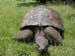 SH-skildpadde